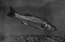Roccus - a genus of Serranidae