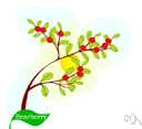 bearberry - chiefly evergreen subshrubs of northern to Arctic areas