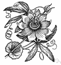 passiflora - type genus of the Passifloraceae
