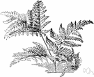 genus Pteridium - a genus of ferns belonging to the family Dennstaedtiaceae