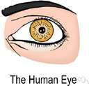 aphakia - absence of the natural lens of the eye (usually resulting from the removal of cataracts)