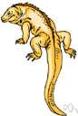 family Iguanidae - New World lizards