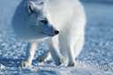 Alopex - arctic foxes