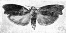 galleria - a genus of Pyralidae