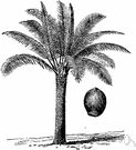 sago palm - dwarf palmlike cycad of Japan that yields sago