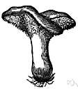 family Tuberculariaceae - large family of mainly saprophytic imperfect fungi