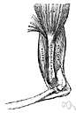 medial condyle - a condyle on the inner side of the lower extremity of the femur