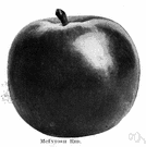 McIntosh - early-ripening apple popular in the northeastern United States