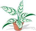 Aglaonema modestum - erect or partially climbing herb having large green or variegated leaves