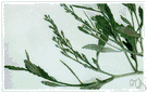 genus Cakile - small genus of succulent annual herbs found on sandy shores of North America and Europe