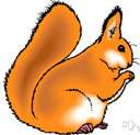 squirrel - a kind of arboreal rodent having a long bushy tail