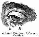 canthus - either of the corners of the eye where the upper and lower eyelids meet