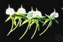 Angraecum - genus of tropical Old World epiphytic orchids with showy flowers sometimes grotesque