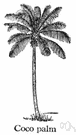 coconut - tall palm tree bearing coconuts as fruits