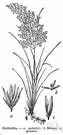 glume - small dry membranous bract found in inflorescences of Gramineae and Cyperaceae