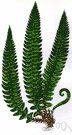 Polystichum lonchitis - evergreen European fern widely cultivated
