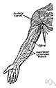 axillary node - any of the lymph glands of the armpit