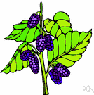 mulberry - any of several trees of the genus Morus having edible fruit that resembles the blackberry