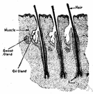 root hair - thin hairlike outgrowth of an epidermal cell just behind the tip