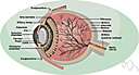 albuminoid - a simple protein found in horny and cartilaginous tissues and in the lens of the eye