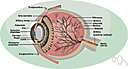scleroprotein - a simple protein found in horny and cartilaginous tissues and in the lens of the eye