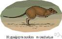 Hypsiprymnodon moschatus - small kangaroo of northeastern Australia