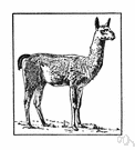 Lama guanicoe - wild llama