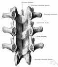vertebral arch - a structure arising dorsally from a vertebral centrum and enclosing the spinal cord