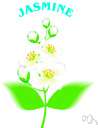 jasmine - any of several shrubs and vines of the genus Jasminum chiefly native to Asia