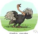 ostrich - fast-running African flightless bird with two-toed feet