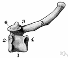 eminence - a protuberance on a bone especially for attachment of a muscle or ligament
