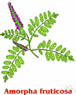 Amorpha - any plant of the genus Amorpha having odd-pinnate leaves and purplish spicate flowers