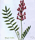 locoweed - any of several leguminous plants of western North America causing locoism in livestock