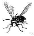 Vespula maculata - North American hornet