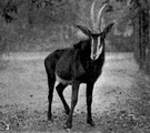 Hippotragus niger - large black East African antelope with sharp backward-curving horns