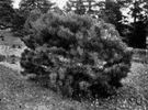 Japanese table pine - pine native to Japan and Korea having a wide-spreading irregular crown when mature