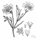 starwort - low-growing north temperate herb having small white star-shaped flowers