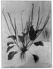 broad-leaved plantain - North American plantain having reddish leafstalks and broad leaves