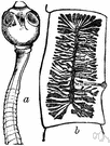 cestode - ribbonlike flatworms that are parasitic in the intestines of humans and other vertebrates