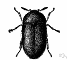 carpet beetle - small beetle whose larvae are household pests feeding on woolen fabrics