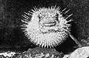 balloonfish - similar to but smaller than porcupinefish