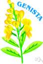 genista - chiefly deciduous shrubs or small trees of Mediterranean area and western Asia: broom