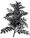 family Malpighiaceae - tropical shrubs or trees