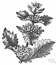 horehound - any of various aromatic herbs of the genus Marrubium