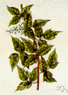 Toxicodendron - in some classifications: comprising those members of the genus Rhus having foliage that is poisonous to the touch