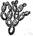 monilia - any of the yeastlike imperfect fungi of the genus Monilia