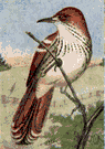 brown thrasher - common large songbird of eastern United States having reddish-brown plumage