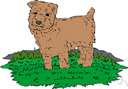 Norfolk terrier - English breed of small terrier with a straight wiry grizzled coat and dropped ears