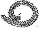 trichuriasis - infestation by a roundworm
