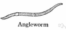 red worm - terrestrial worm that burrows into and helps aerate soil